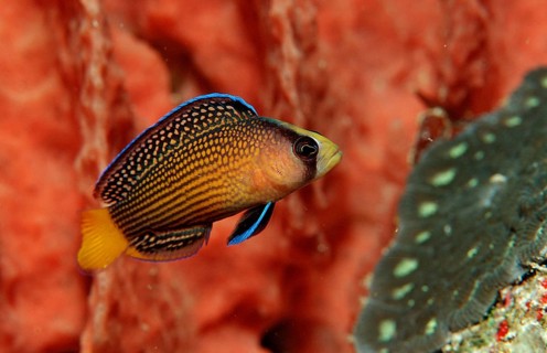 Magnificent dwarf perch, Pseudochromis splendens, Indonesia, Raja Ampat, Irian Jaya, West Papua,