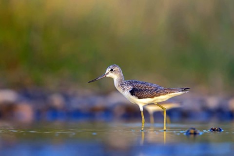 Greenshank, (Tringa nebularia) Wading bird, limesticks, foraging in mudflats, snipe family Salalah,