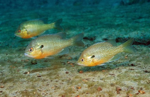 Red-breasted sunfish, Lepomis auritus, USA, Florida, FL, North America