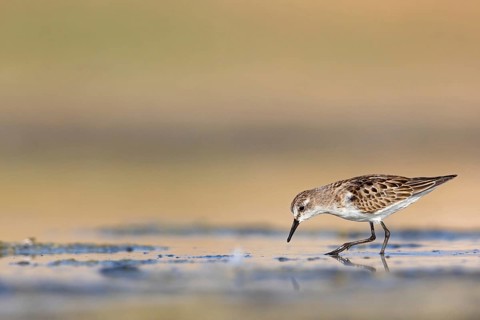 Little sandpiper (Calidris minuta), foraging in the Salalah biotope, Raysut, Sohar, Oman, Asia