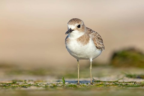 Desert plover, (Charadrius leschenaultii), animals, birds, biotope, habitat, foraging, Middle East,