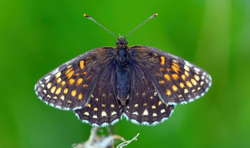 Valerian Fritillary, Silver Fritillary, (Melitaea diamina), butterfly, butterfly family,