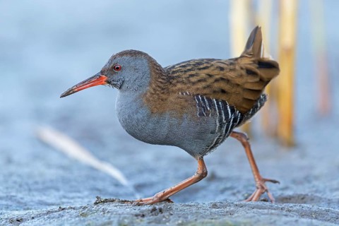 Water rail, (Rallus aquaticus), biotope, habitat, animal, animals, birds, rail family, Der Spieß