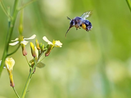 Bumblebee, (Bombus) insect, animals, insects, family of bees, flight photo, biotope, habitat,