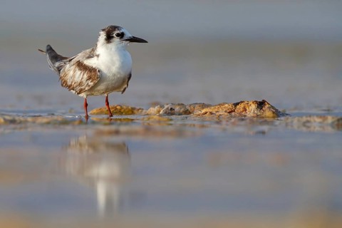 White-winged Tern, (Chlidonias leucopterus), Chlidonias leucoptera, biotope, habitat, foraging,