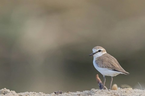 White-fronted plover, White-fronted plover, (Chaeadrius marginatus), (Ochthodromus marginatus),
