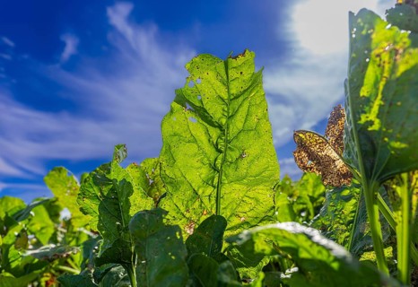 Leaves of sugar beet (Beta vulgaris subsp. vulgaris) on a field backlit against a blue sky,