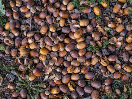 Acorns on the ground under an oak tree, Offenbach am Main, Hesse, Germany, Europe