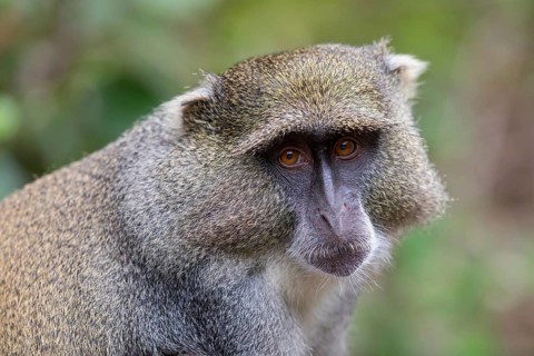 Samango white-throated monkey, (Cercopithecus mitis), (Cercopithecus mitis labiatus), Pondoland