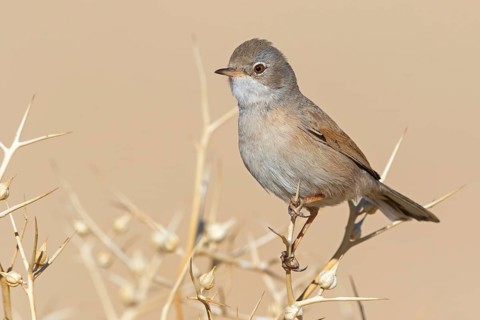 Spectacled warbler, S (ylvia conspicillata), animals, birds, perching, songbird, warbler family,
