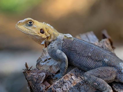 Settler agama, (Agama agama), animals, reptiles, agama, Cairo garden lodge Kuntaur, Kuntaur, North