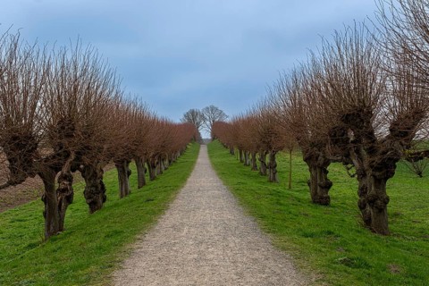 Festonallee, Holländische Lindenallee near Bothmer Castle, Klütz, Mecklenburg-Vorpommern, Germany,