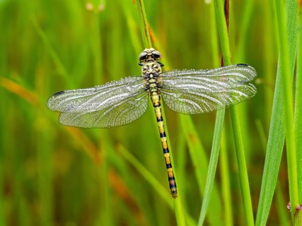 Southern Hawker, dragonfly, insect, (Aeshna cyanea), dragonfly family, Europe, Greece, Lesbos