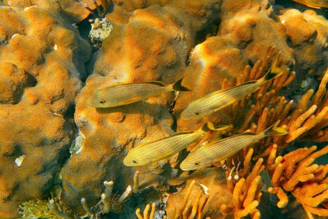 Mesoamerican barrier Great Mayan Reef grunt fishes in Riviera Maya Mexico