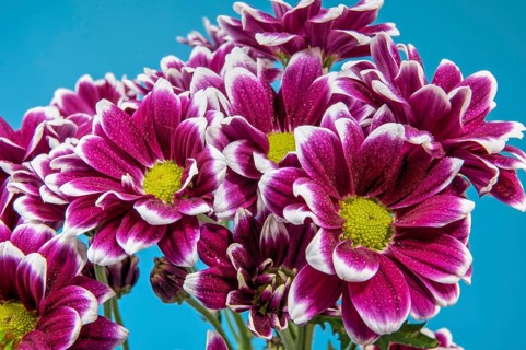 Purple Chrysanthemum branch on a light blue background, Odessa, Ukraine, Europe