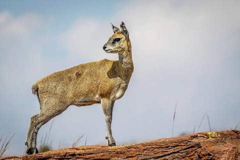 Klipspringer standing on a rock and starring in the Marakele National Park, South Africa, Africa