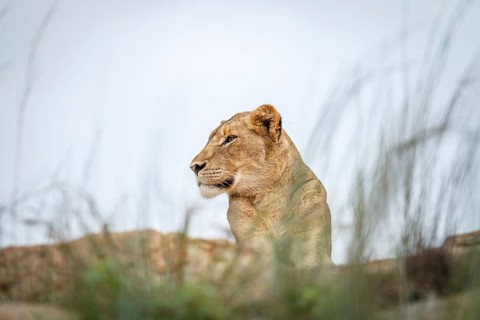 Young male Lion laying on the rocks in the Kruger National Park, South Africa, Africa