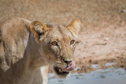 Lioness licking herself in the Kgalagadi Transfrontier Park, South Africa, Africa