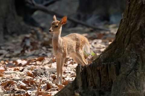 Axis deer, Chital (Axis axis), juvenile, backlight, morning light, Kanha National Park, Tiger