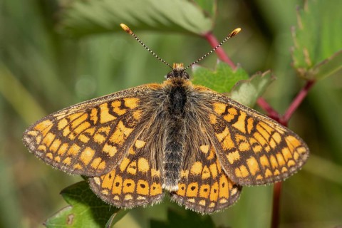Golden Fritillary, Scabious Fritillary (Euphydryas aurinia)