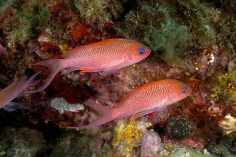 Mediterranean flag perch (Anthias anthias)