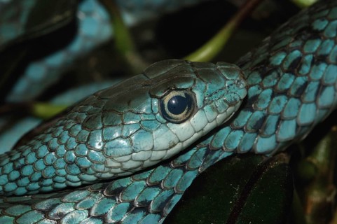Spotted bush snake (Philothamnus punctatus)