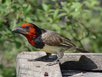 Collared Barbet (Lybius torquatus)