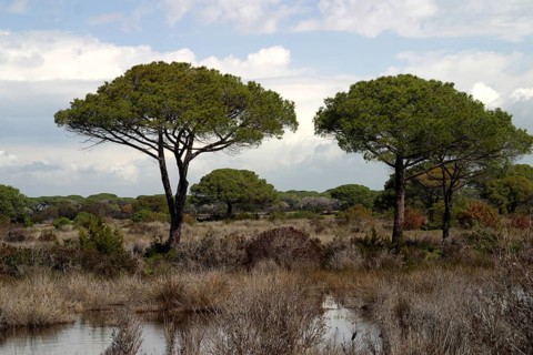 Ombrone estuary (Umbro ostium)