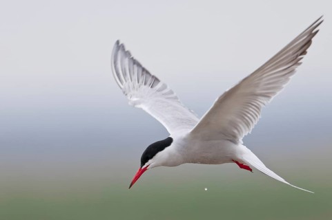Common Tern (Sterna hirundo)