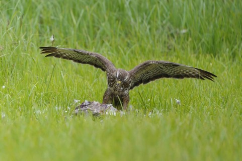 Common buzzard (Buteo buteo)