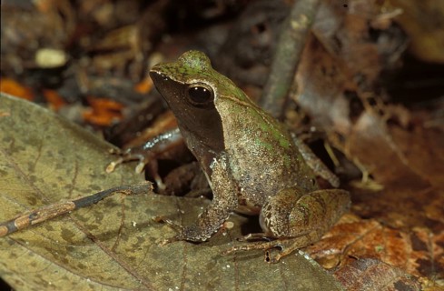 Camouflaged frog (Phrynobatrachus plicatus)