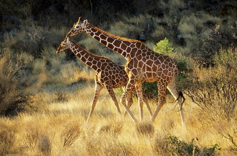 Reticulated giraffe (Giraffa camelopardalis reticulata)