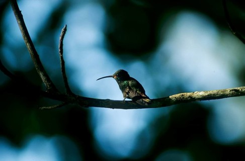 Brown-tailed amaranth (Amazilia tzacatl)
