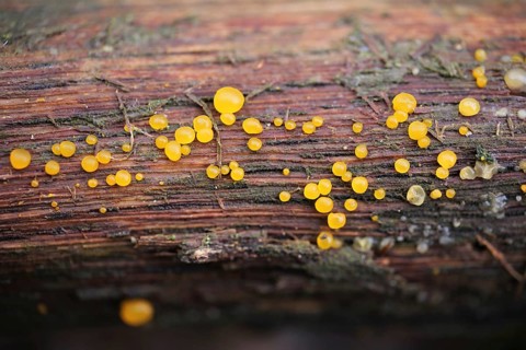 Jelly tear (Dacrymyces)