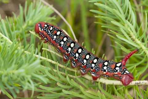 (Hyles euphorbiae)
