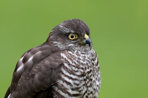 Sparrowhawk (Accipiter nisu)