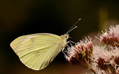 Small white