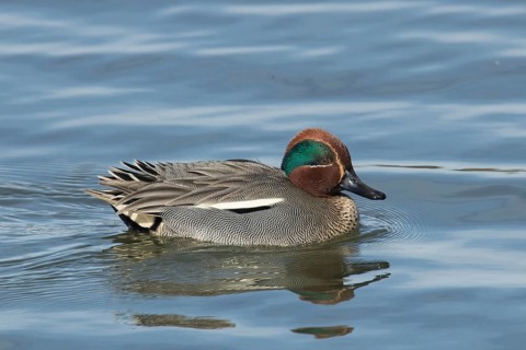 Teal (Anas crecca)