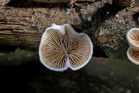 Crepidotus variabilis (Crepidotus variabilis)