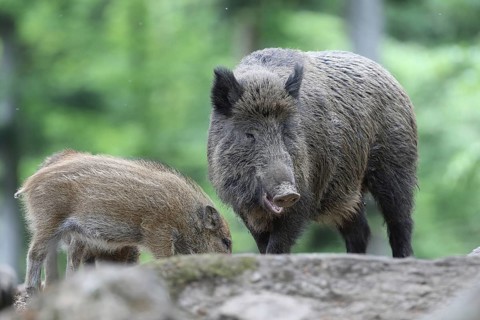 Wild boar (Sus scrofa)
