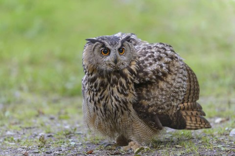 Eurasian Eagle-owl (Bubo bubo)