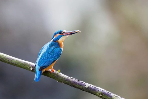 Kingfisher (Alcedo atthis)