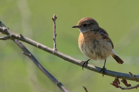 Stonechat (Saxicola rubicola)