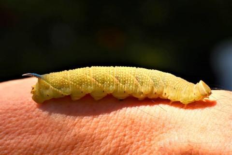 Lime hawk moth caterpillar (Mimas tiliae)