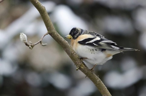 Brambling (Fringilla montifringilla)