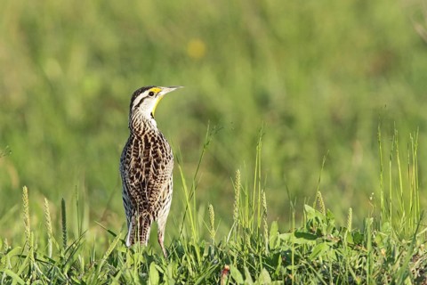 Eastern Meadowlark (Sturnella magna)