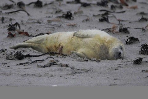 Grey seal (Halichoerus grypus)