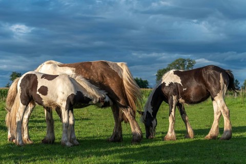 Irish cob horses in a pasture in spring. In the French countryside, horses go out into the meadows