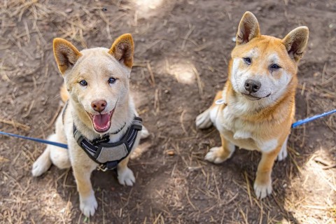 Two red Shiba Inu dogs are seen sitting side by side in the park. One mature canine and a young