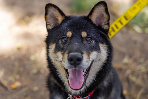 Closeup and front headshot of a healthy black and tan Shiba Inu pet dog sitting in the park during